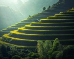 Golden rice terraces in the hills Green and golden rice terraces on hillside at sunset